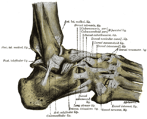 Ligaments of the lateral side of the foot 