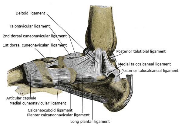 Medial Ligaments of the Foot