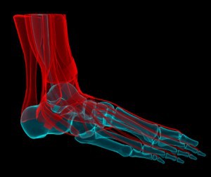 Bones and tendons of the foot