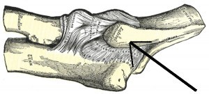 left-lateral-epicondyle