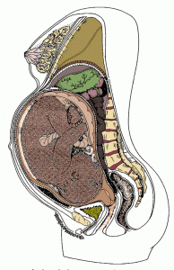 Baby has not moved down into the pelvis yet