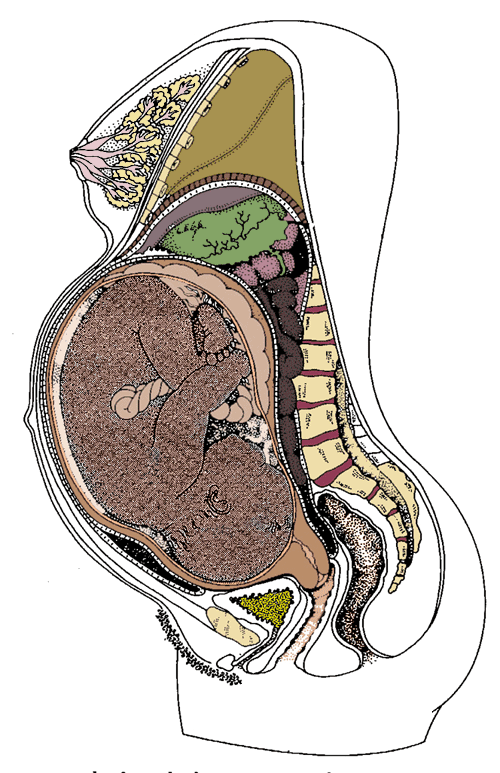 Am I In False Labor True Braxton Hicks Contractions Cervix Dilates
