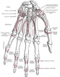 Bones of the back of the left hand