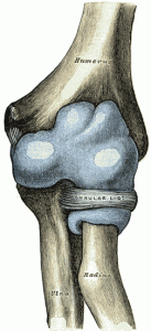 Elbow joint capsule (anterior view) Elbow joint capsule (anterior view)