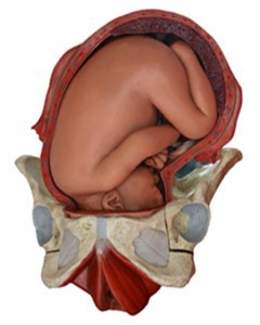 Fetus in the uterus