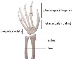 Bones of the hand and wrist Bones of the hand and wrist