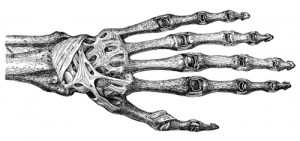 Ligaments of the back of the hand Ligaments of the back of the hand
