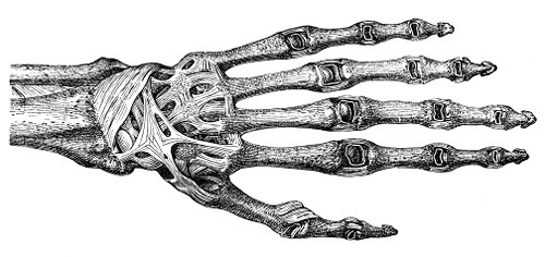 Ligaments of the back of the hand Ligaments of the back of the hand