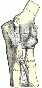 Left elbow joint showing anterior and ulnar collateral ligaments