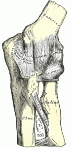 Left elbow joint showing anterior and ulnar collateral ligaments Left elbow joint showing anterior and ulnar collateral ligaments