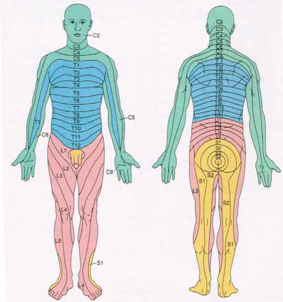  Dermatomes: Levels of principal dermatomes C5 — clavicles C5, C6, C7 — lateral parts of the upper limb C8, T1 — medial sides of the upper limb C6 — thumb C6, C7, C8 — hand C8 — ring and little fingers T4 — level of nipples T10 — level of umbilicus T12 — inguinal or groin regions L1 L2 L3 L4 — anterior and inner services of lower limb L4, L5, S1 — foot