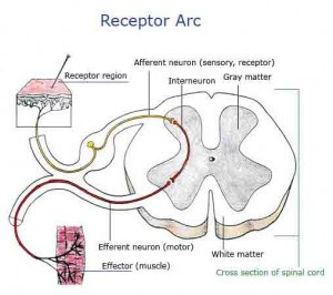 Receptor Arc Labeled