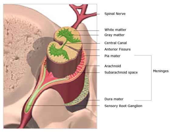 Spinal Cord Anatomy