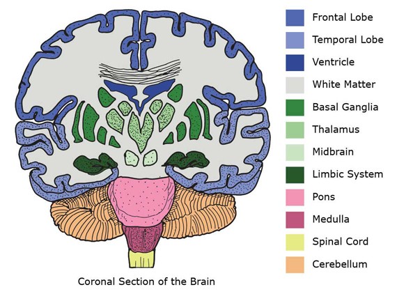 Coronal brain view