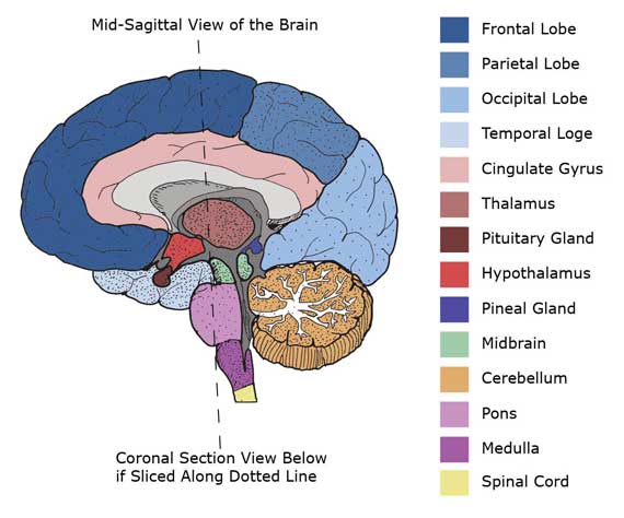 Mid-Sagittal tvärsnitt av hjärnan