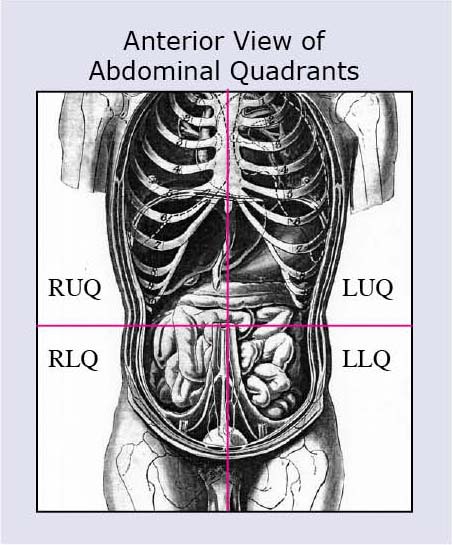 Anatomical Position: Definitions and Illustrations