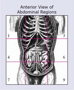 9 Abdominal Regions