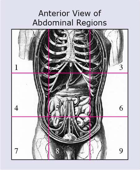 Anatomy Quadrants And Regions Ppt Intro To The Human Body Directional