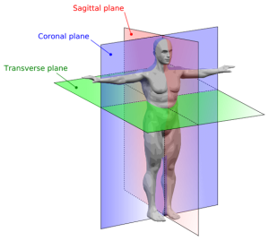 Anatomical Planes