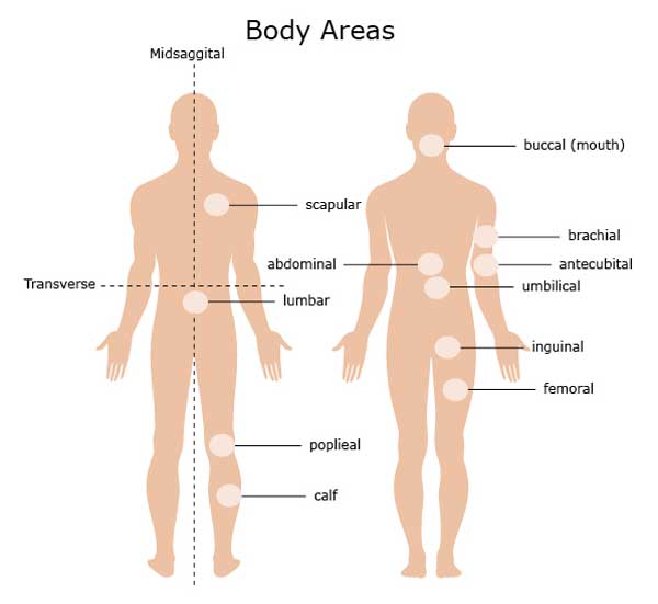 Anatomical Terms Meaning Anatomy Regions Planes Areas Directions