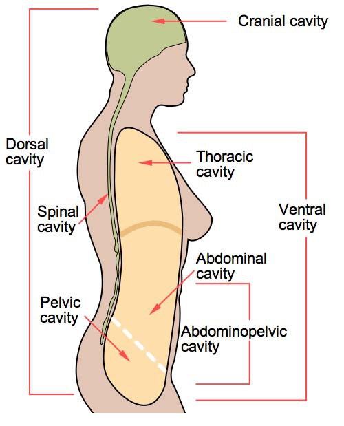 Anatomical Terms Meaning Anatomy Regions Planes Areas Directions