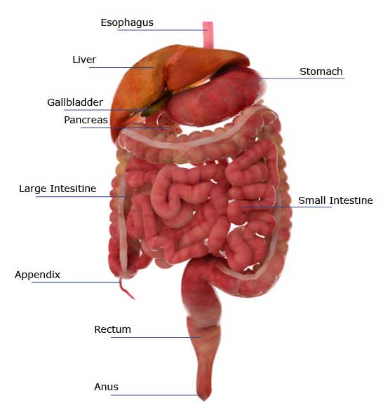 Jejunum's Function in the Small Intestine and Digestive System: