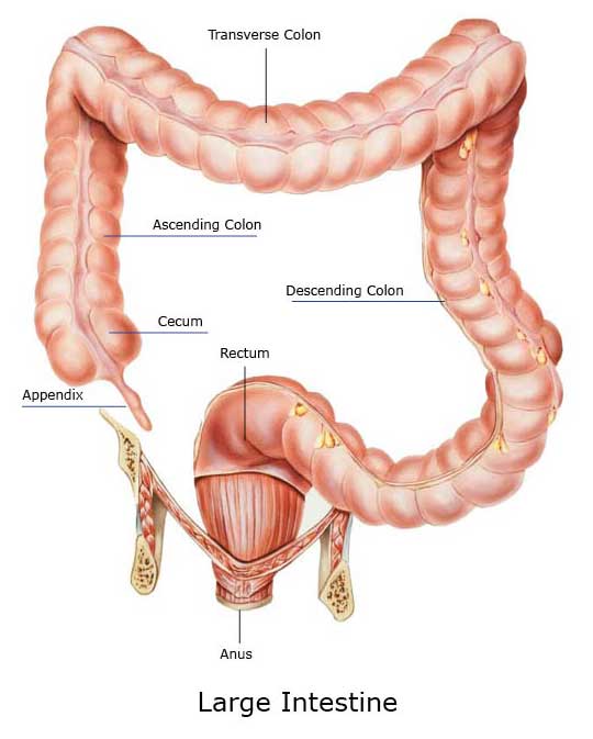 Sections of the large intestine from Appendix to Colon to Rectum Large Intestine - Cecum, Ascending Colon, Tranverse Colon, Descending Colon, Rectum, Anus