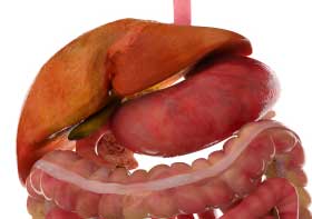 liver Liver Shown Above Stomach
