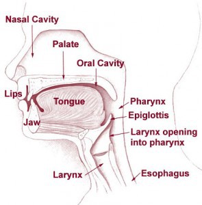 Mouth and Esophagus