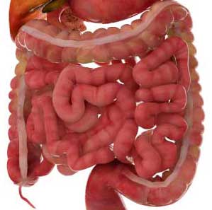 Jejunum's Function in the Small Intestine and Digestive System: