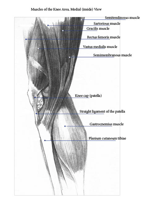 Muscles Around the Knee Medial View