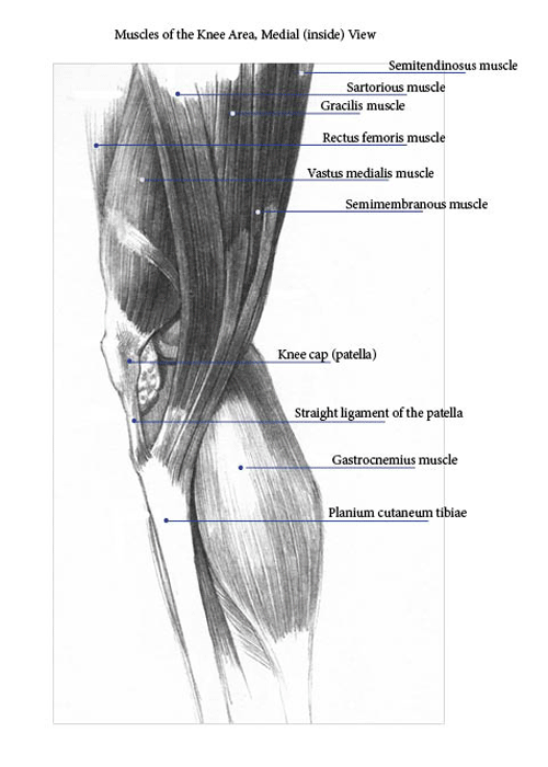 Muscles Of The Knee Labeled