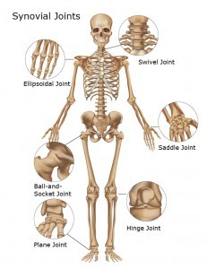 Synovial Joints of the Body