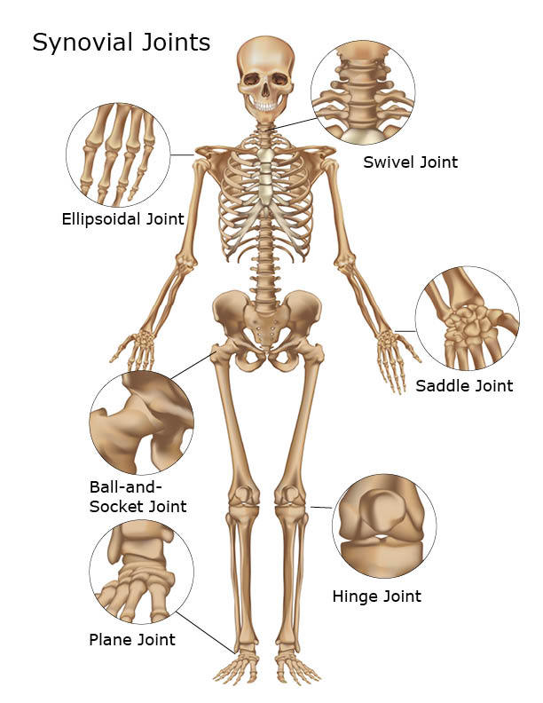 Skeletal System | Skeleton Bones, Joints, Cartilage, Ligaments, Bursae