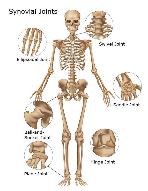 Featured image of post A Diagram Of Joints And Bones In The Human Body : Some of the bones in your wrists and ankles move by.