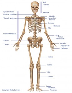 Labeled Skeleton System