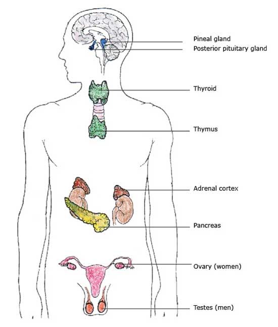 Which internal organ has both endocrine and exocrine functions?