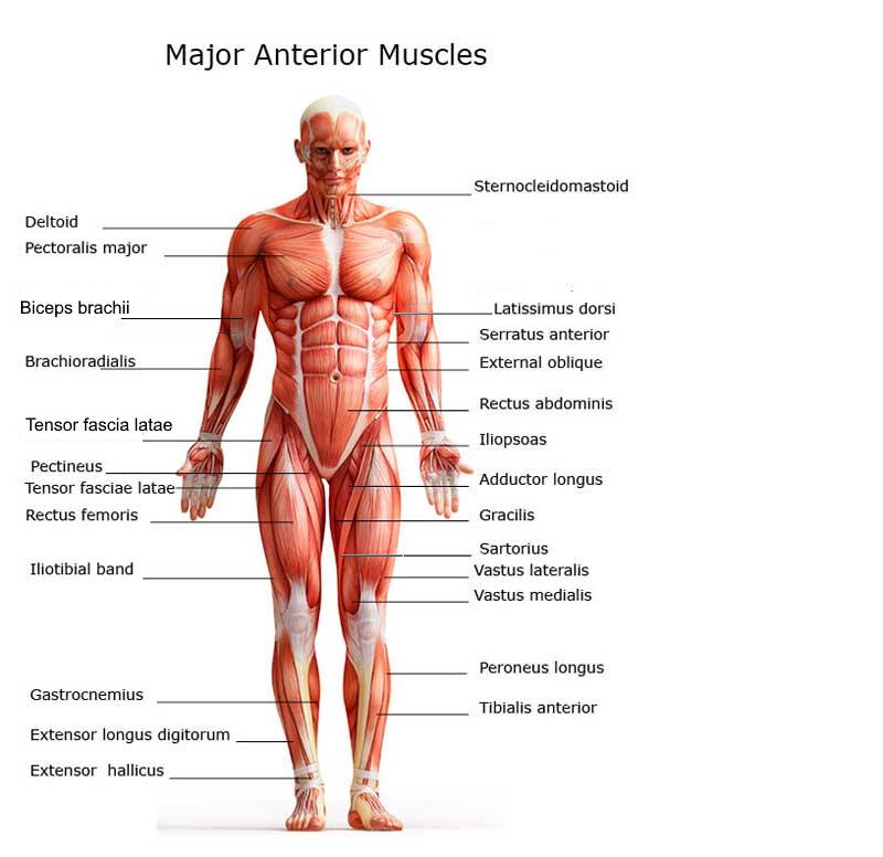 Chart Of Major Muscles On The Front Of The Body With Labels