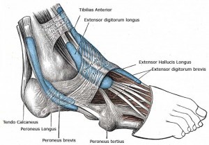 Muscles in the foot