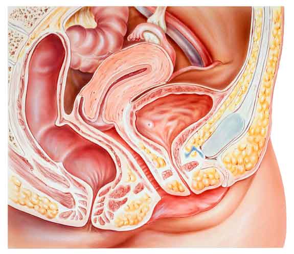 Female Reproductive System