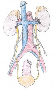 Kidneys, Ureters, Bladder