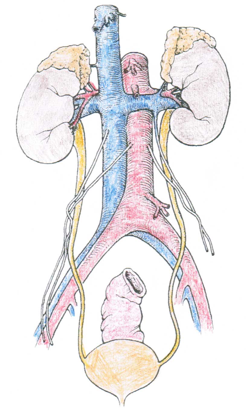 Kidney Anatomy, Parts & Function, Renal Cortex, Capsule, Nephron, Calyx