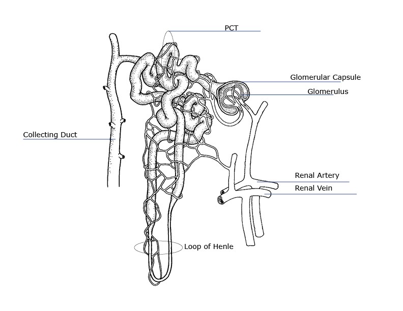 Anatomy of a Nephron