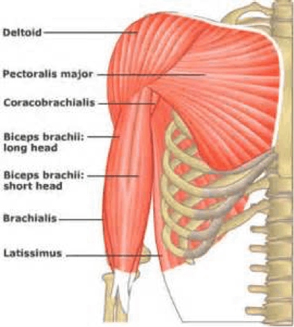 Elbow Muscles Picture
