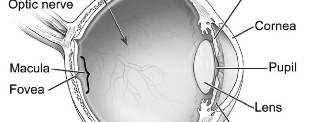 Human Eye Anatomy