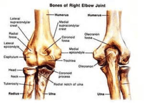 elbow anatomy