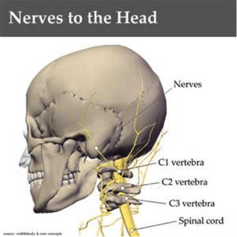 Imagem dos nervos da Anatomia do Pescoço