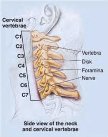 Neck Nerves picture
