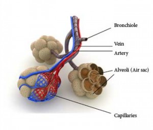 Alveoli