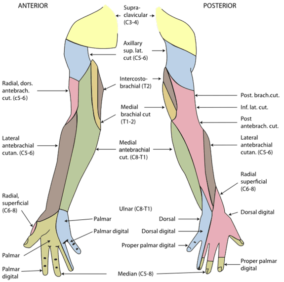 Dermatomes of the right shoulder, arm and hand.